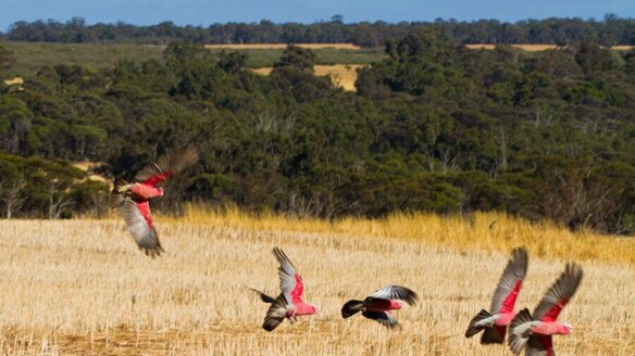Wide Open Agriculture